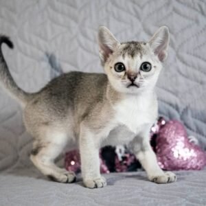 Minnie - Singapura Kätzin Weibchen