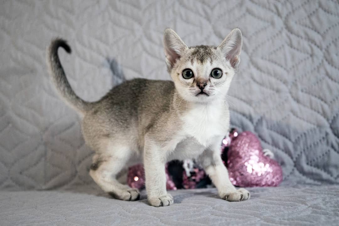 Minnie - Singapura Kätzin Weibchen