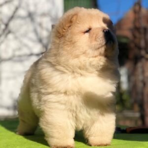 Molly - Chow Chow Hündin
