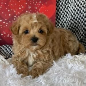 Mudi - Maltipoo Rüdenwelpe