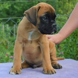 Nala - Boxer Hündin