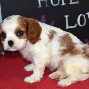 Nala - Cavalier King Charles Spaniel Hündin