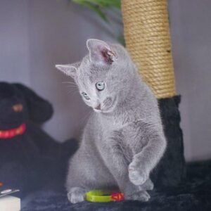 NORIS - Russisch Blau Katerchen