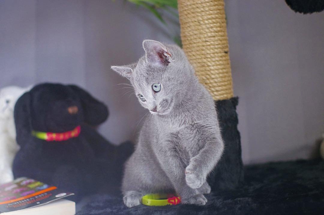 NORIS - Russisch Blau Katerchen