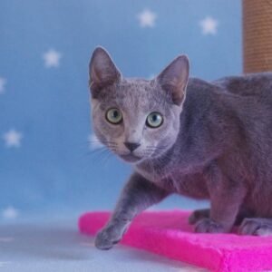 NORTON - Russisch Blau Katerchen