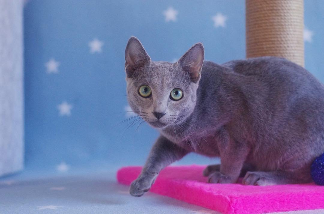 NORTON - Russisch Blau Katerchen