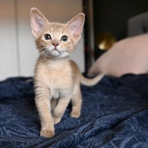 Nova - Abessinier Katzenwelpe (Weiblich)