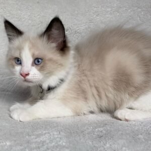 Odin - Ragdoll Kater