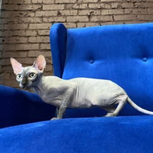 Oracle - Sphynx Kater