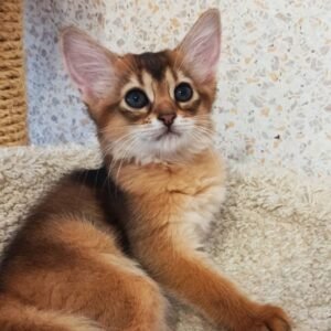 Oreo - Männliches Somali Kätzchen