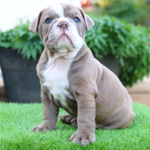 Penelope - Englische Bulldogge Hündin
