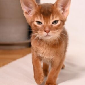 Phoenix - Abessinier Kater