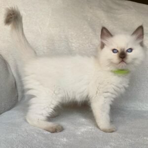 Pricillia - Ragdoll Katzenwelpe (Weiblich)