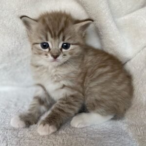 Queenie - Ragdoll Katzenwelpe (Weiblich)