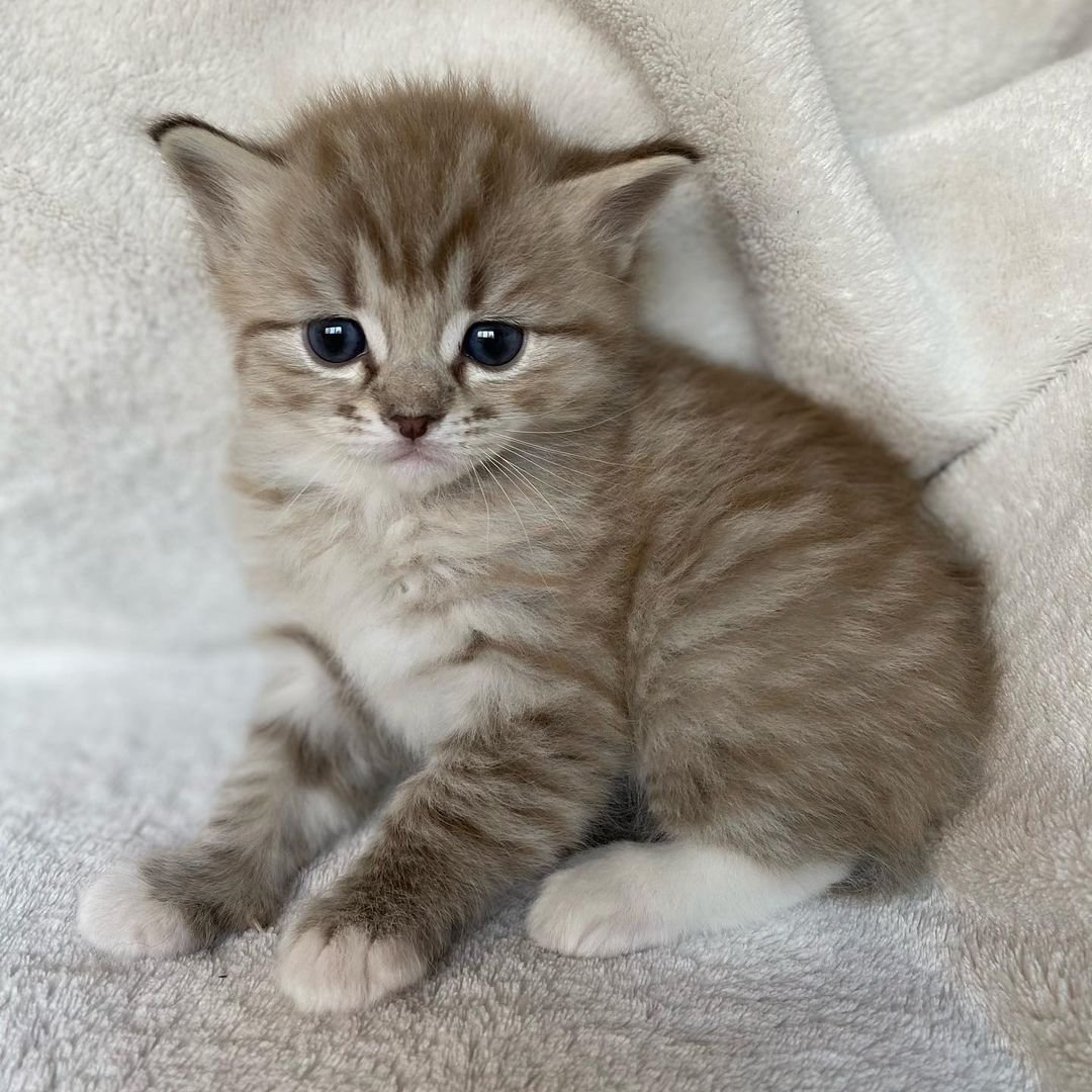 Queenie - Ragdoll Katzenwelpe (Weiblich)