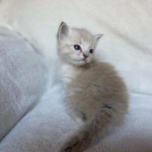 Quintesa - Ragdoll Katzenwelpe (Weiblich)