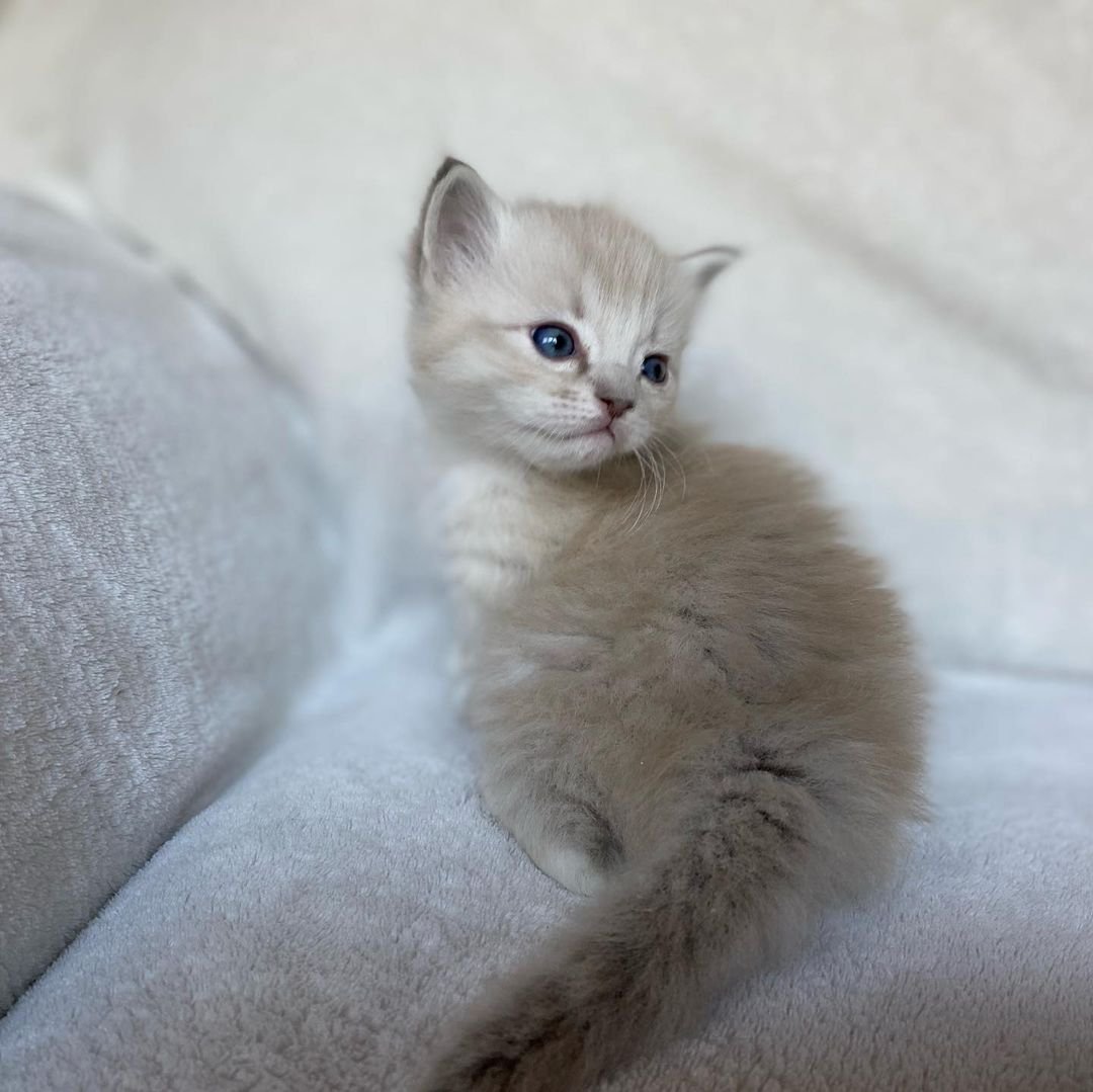 Quintesa - Ragdoll Katzenwelpe (Weiblich)