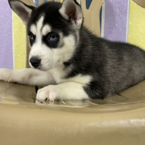 Reuben - Siberian Husky Rüdenwelpe