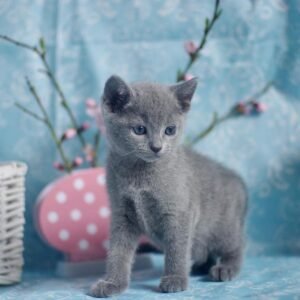 ROSALIE - Russisch Blau Kätzchen