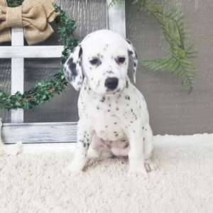 Sadie - Dalmatiner Hündin