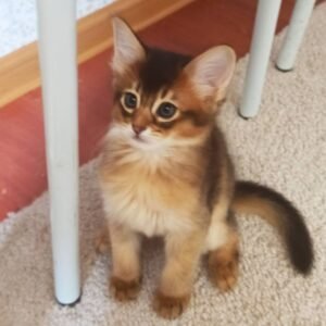 Sam - Männliches Somali Kätzchen