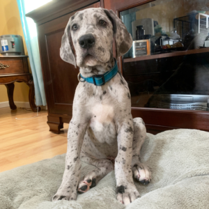 Sammy - Dalmatiner Rüdenwelpe