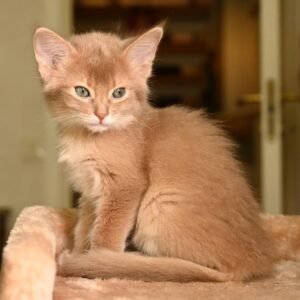 Sarabi - Weibliches Somali Kätzchen