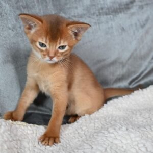 Savina - Abessinier Katzenwelpe (Weiblich)