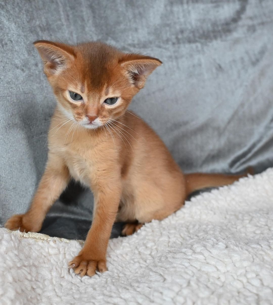Savina - Abessinier Katzenwelpe (Weiblich)