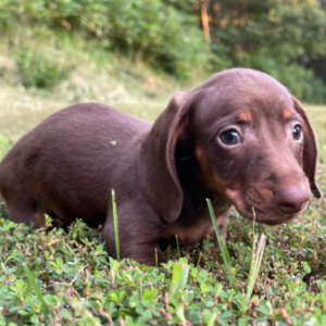 Terry - Dackel Rüdenwelpe (Dachshund)
