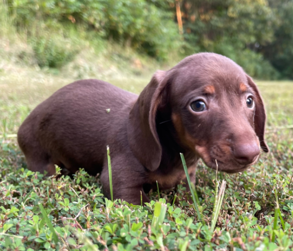 Terry - Dackel Rüdenwelpe (Dachshund)
