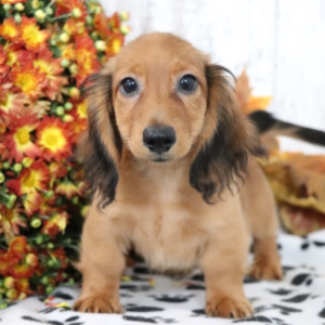 Max - Dackel Rüdenwelpe (Dachshund Welpe)