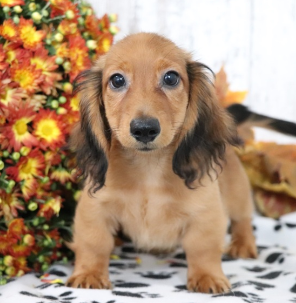 Max - Dackel Rüdenwelpe (Dachshund Welpe)