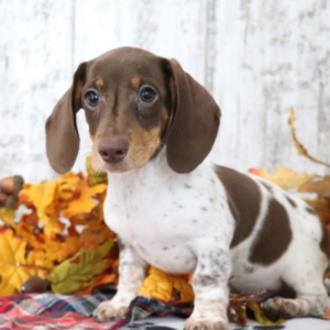 Saturn - Dackel Rüdenwelpe (Dachshund)