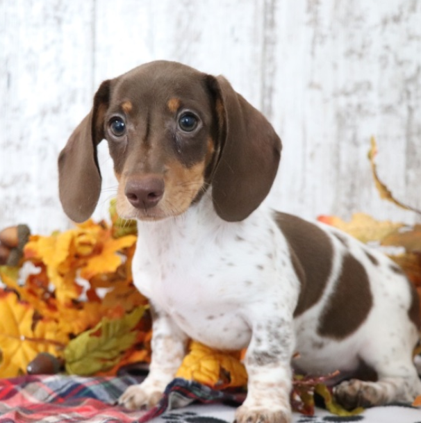 Saturn - Dackel Rüdenwelpe (Dachshund)