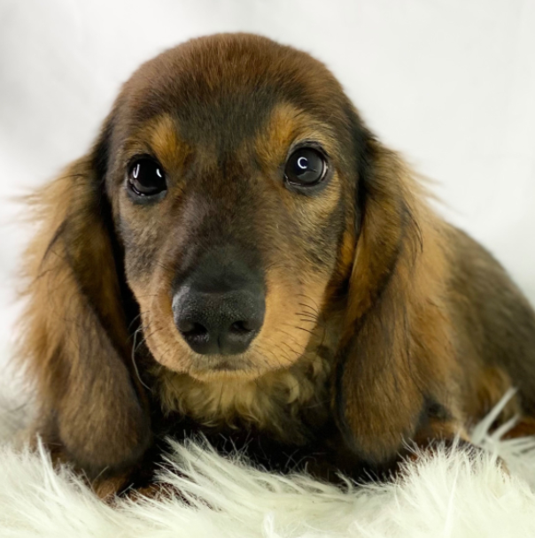 Sammy - Dackel Rüdenwelpe (Dachshund Welpe)