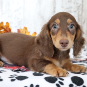 Zeus - Dackel Rüdenwelpe (Dachshund Welpe)