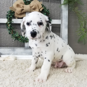 Simon - Dalmatiner Rüdenwelpe