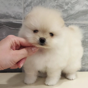 Sheila - Pomeranian (Zwergspitz) Hündin