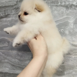 Sonia - Pomeranian (Zwergspitz) Hündin