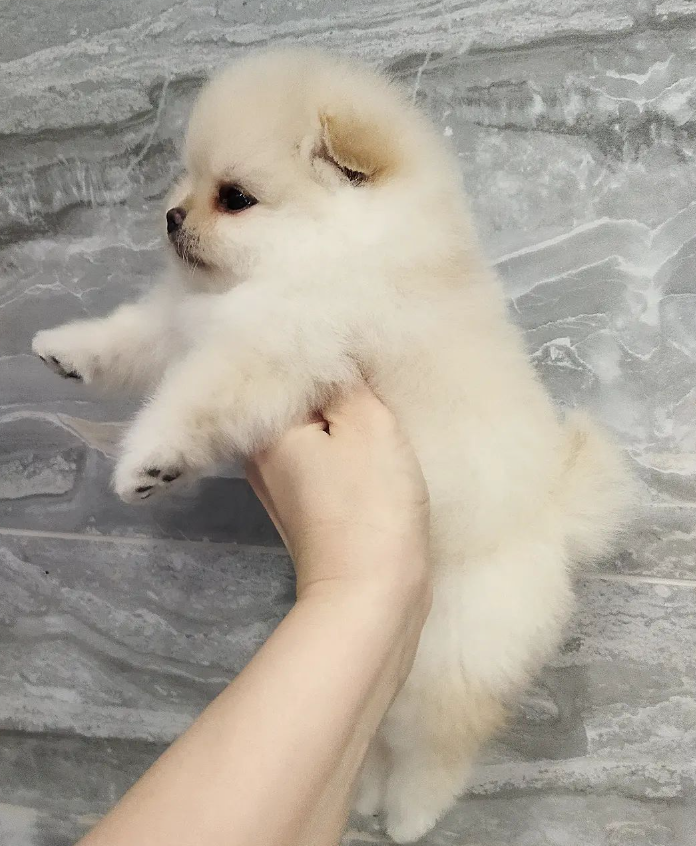 Sonia - Pomeranian (Zwergspitz) Hündin