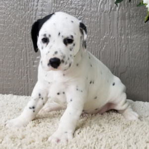 Spot - Dalmatiner Rüdenwelpe