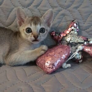 Sunny - Singapura Kätzin Weibchen