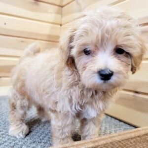 Trevor - Maltipoo Rüdenwelpe