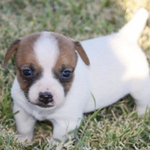 Tia - Jack Russell Terrier Hündin (Zwergpinscher)