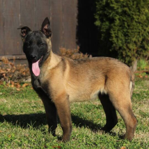Timber - Weiblicher Malinois Welpe