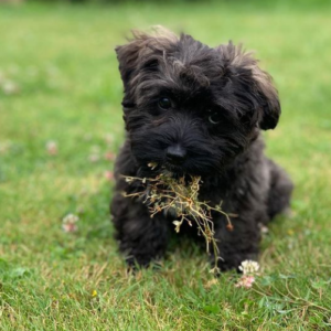 Timmy - Bolonka Zwetna Hündin