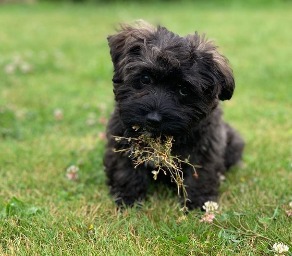 Timmy - Bolonka Zwetna Hündin