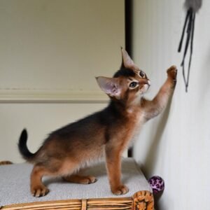 Timon - Abessinier Kater