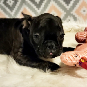 Tinkerbel - Französische Bulldogge Hündin  